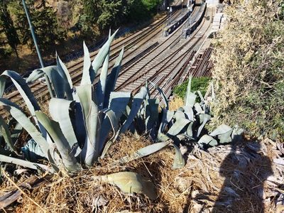 Agave americana, photographed by Niko Ioannidis