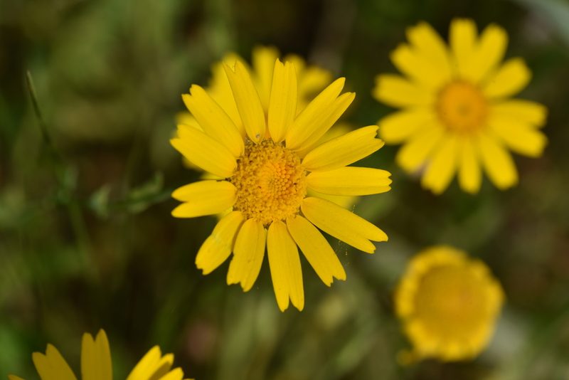 Glebionis segetum, photographed by Jacqueline Jeanne