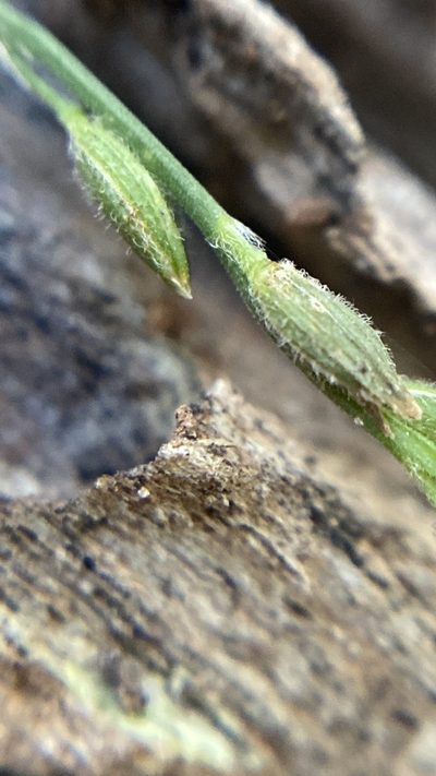 Ancistrachne maidenii, photographed by prossington