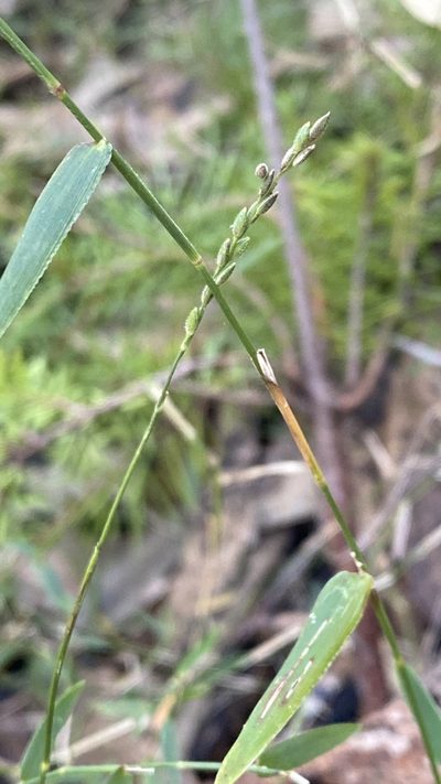 Ancistrachne maidenii, photographed by prossington