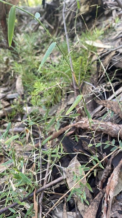 Ancistrachne maidenii, photographed by prossington