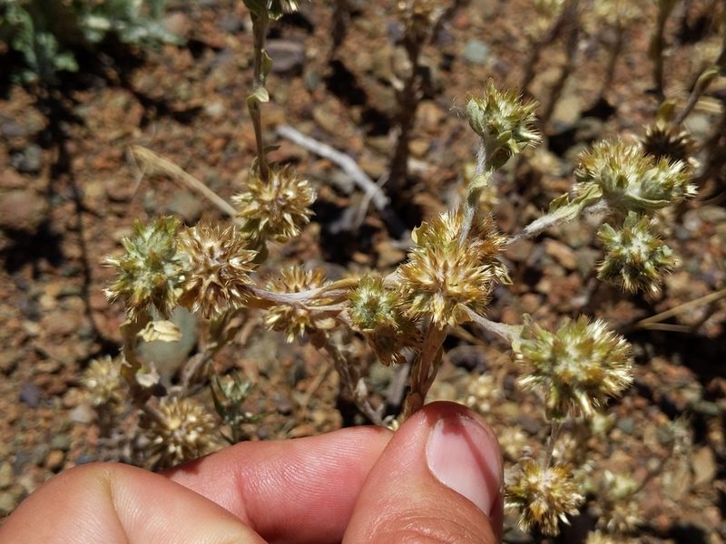 Filago pyramidata, photographed by Ken-ichi Ueda