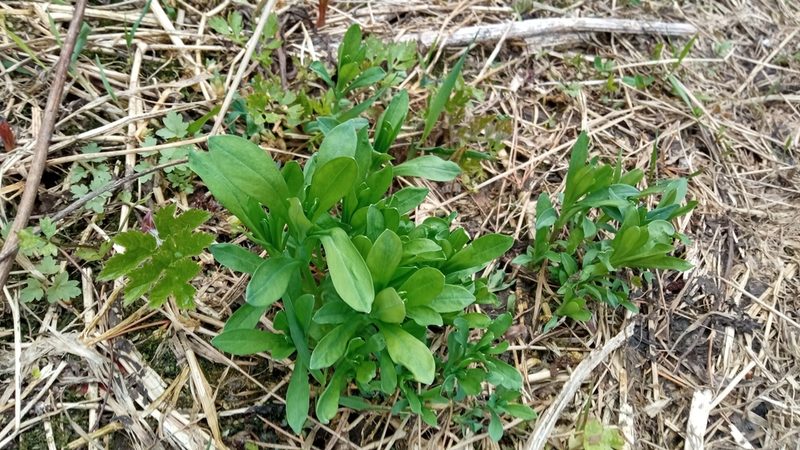 Cerastium davuricum, photographed by Tatiana Strus