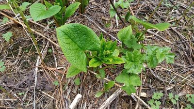 Brunnera sibirica, photographed by Tatiana Strus