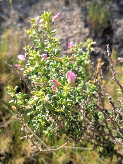Ononis tridentata, photographed by Denys Vynokurov