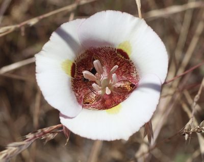 Calochortus argillosus, photographed by Cricket Raspet