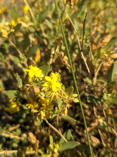 Helianthemum squamatum, photographed by Denys Vynokurov