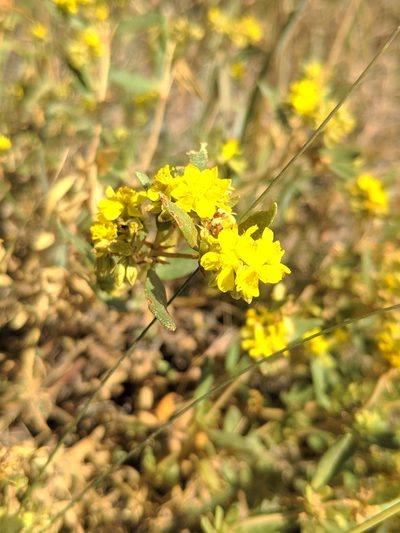 Helianthemum squamatum, photographed by Denys Vynokurov