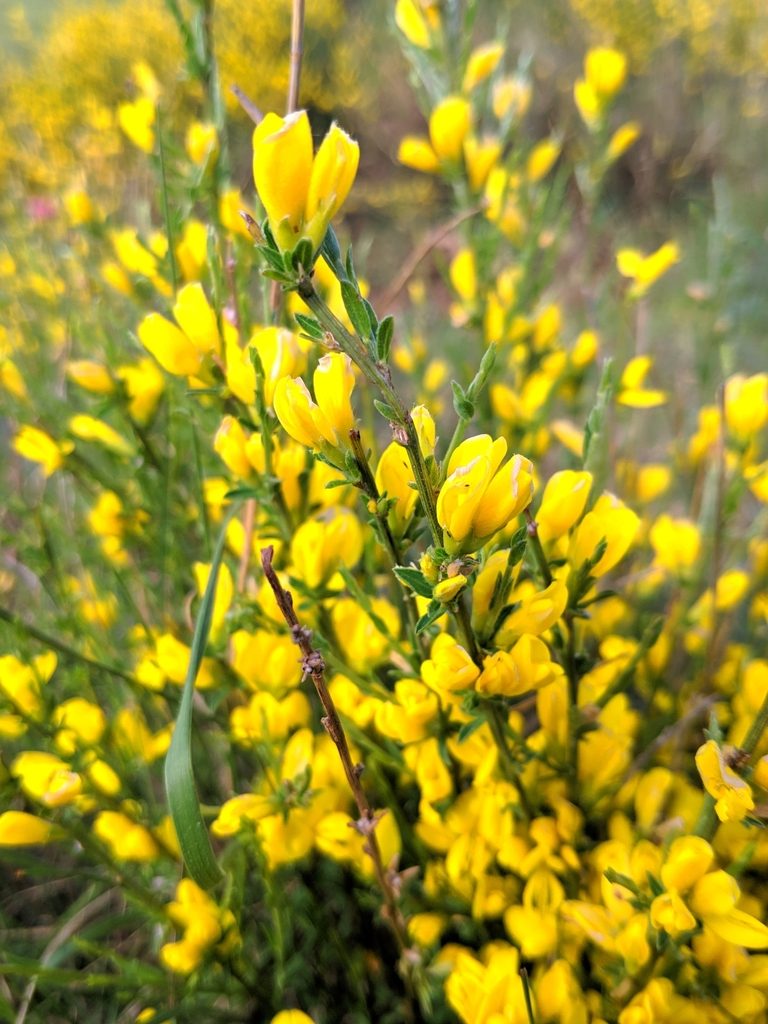 Genista ausetana, photographed by Denys Vynokurov