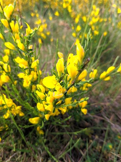 Genista ausetana, photographed by Denys Vynokurov