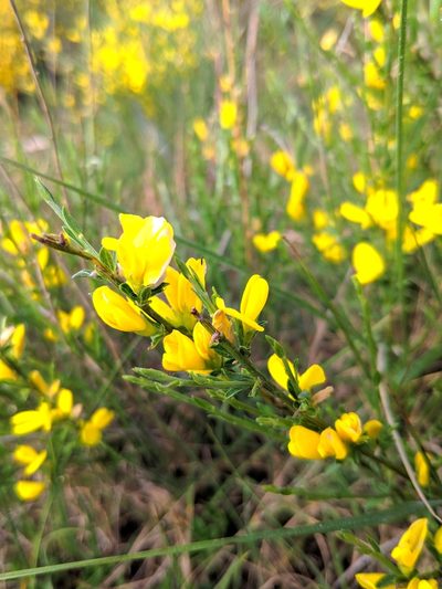 Genista ausetana, photographed by Denys Vynokurov