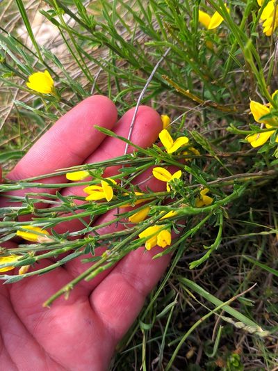 Genista ausetana, photographed by Denys Vynokurov