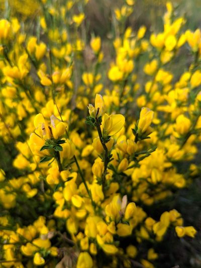 Genista ausetana, photographed by Denys Vynokurov