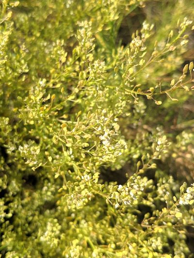 Lepidium subulatum, photographed by Denys Vynokurov