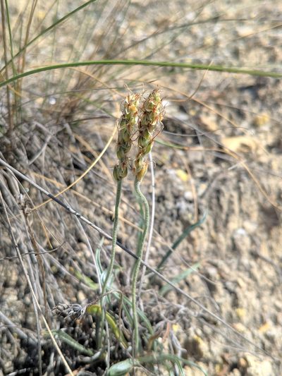 Plantago albicans, photographed by Denys Vynokurov