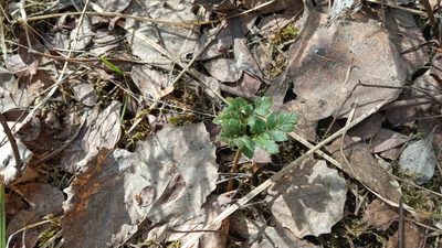 Sceptridium multifidum, photographed by Tatiana Strus