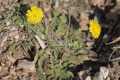 Crepis sancta, photographed by Martin Kleikamp