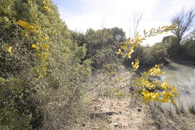 Genista scorpius, photographed by Martin Kleikamp