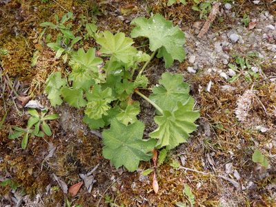 Alchemilla mollis