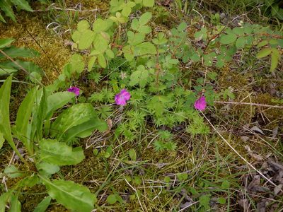Geranium sanguineum, photographed by Karen Fry