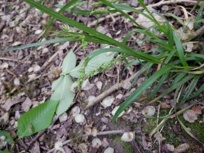 Carex sylvatica, photographed by Karen Fry