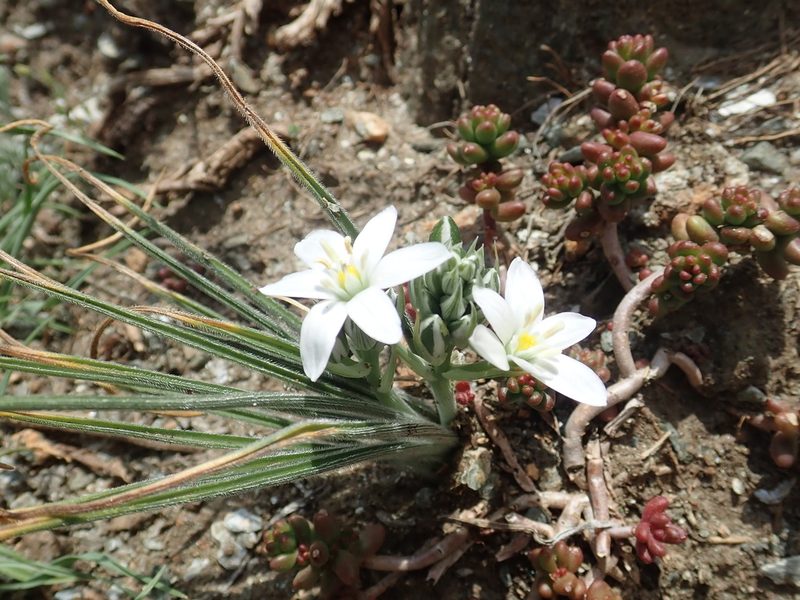 Ornithogalum armeniacum, photographed by John Kenrick Gibson