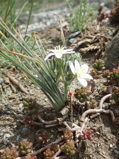 Ornithogalum armeniacum, photographed by John Kenrick Gibson