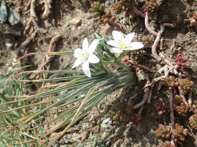 Ornithogalum armeniacum, photographed by John Kenrick Gibson