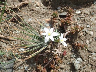 Ornithogalum armeniacum, photographed by John Kenrick Gibson