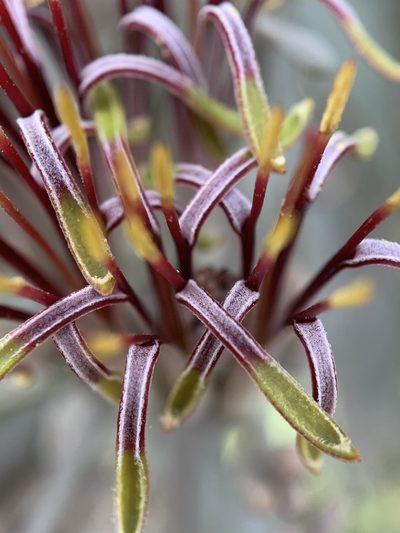 Amyema quandang, photographed by Lukas Clews