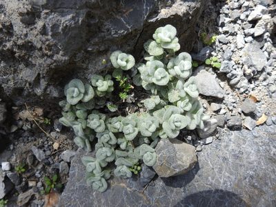 Origanum dictamnus, photographed by Yves Bas