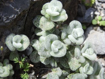 Origanum dictamnus, photographed by Yves Bas
