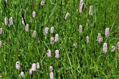 Persicaria bistorta, photographed by E. A.