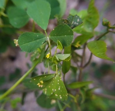 Medicago polymorpha, photographed by carnifex