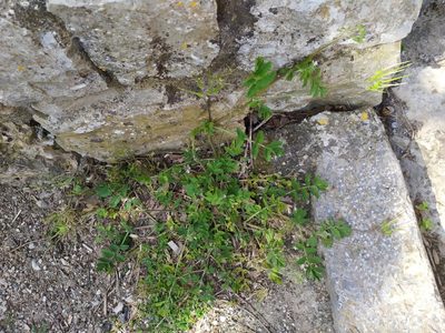 Erodium moschatum, photographed by carnifex