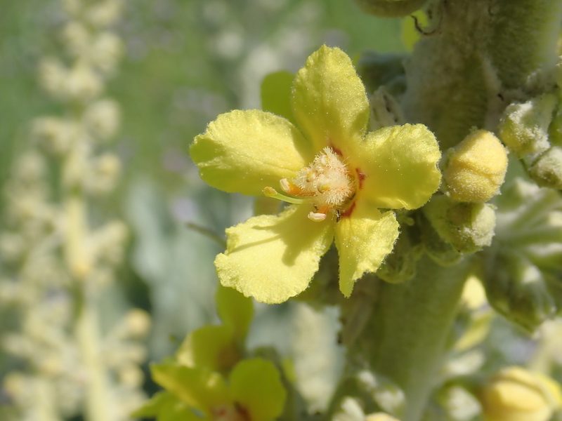 Verbascum bombyciferum, photographed by John Kenrick Gibson