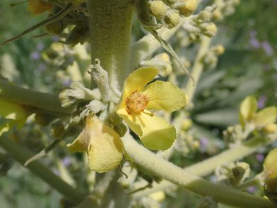 Verbascum bombyciferum, photographed by John Kenrick Gibson