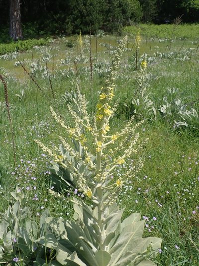 Verbascum bombyciferum, photographed by John Kenrick Gibson