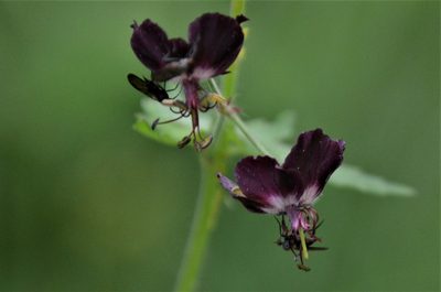 Geranium phaeum, photographed by E. A.