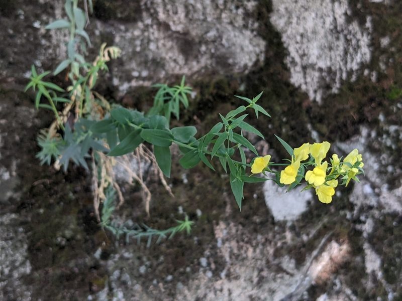 Linaria genistifolia, photographed by Zoltán Stekkelpak