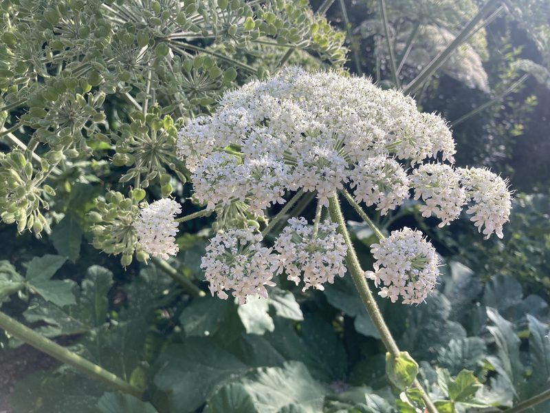 Heracleum platytaenium, photographed by John Kenrick Gibson