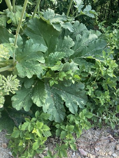 Heracleum platytaenium, photographed by John Kenrick Gibson