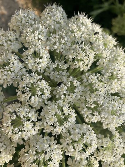 Heracleum platytaenium, photographed by John Kenrick Gibson