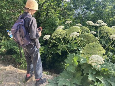 Heracleum platytaenium, photographed by John Kenrick Gibson
