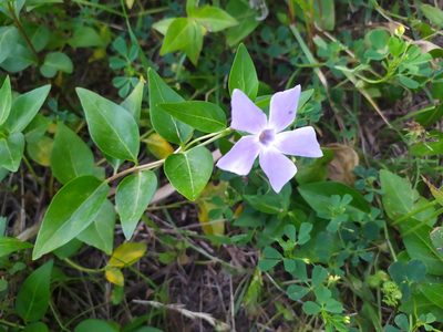 Vinca difformis, photographed by carnifex