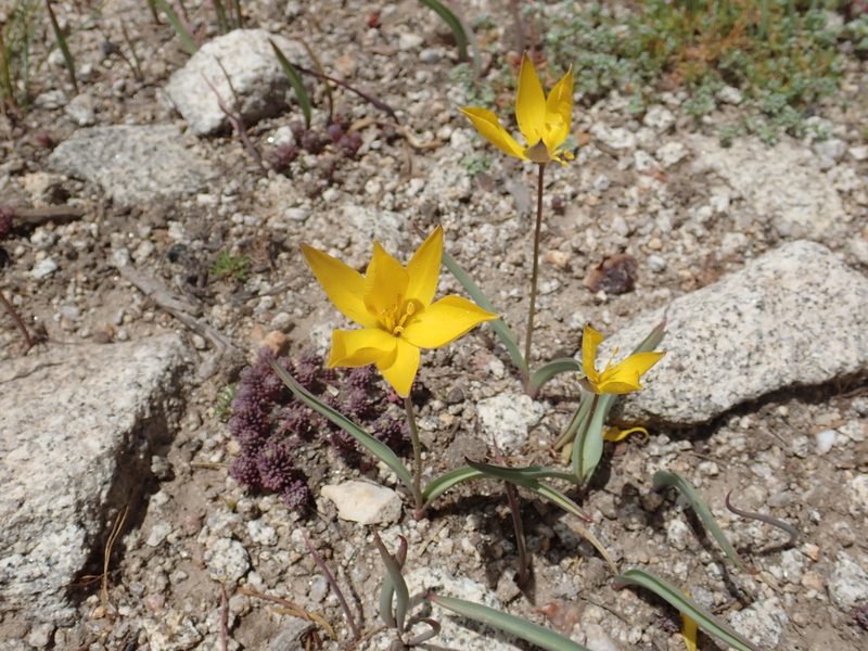 Tulipa sylvestris, photographed by John Kenrick Gibson