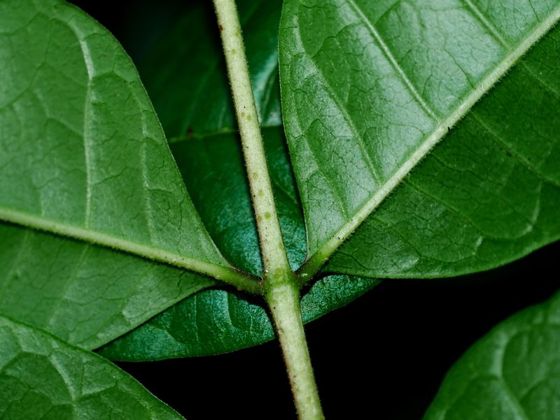 Tetradium ruticarpum, photographed by Jacy Chen