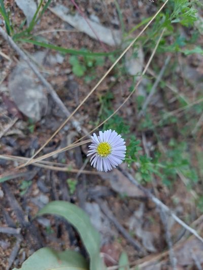 Calotis cuneifolia, photographed by murrayoke