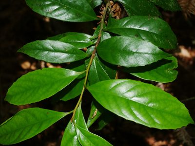 Symplocos theifolia, photographed by Jacy Chen