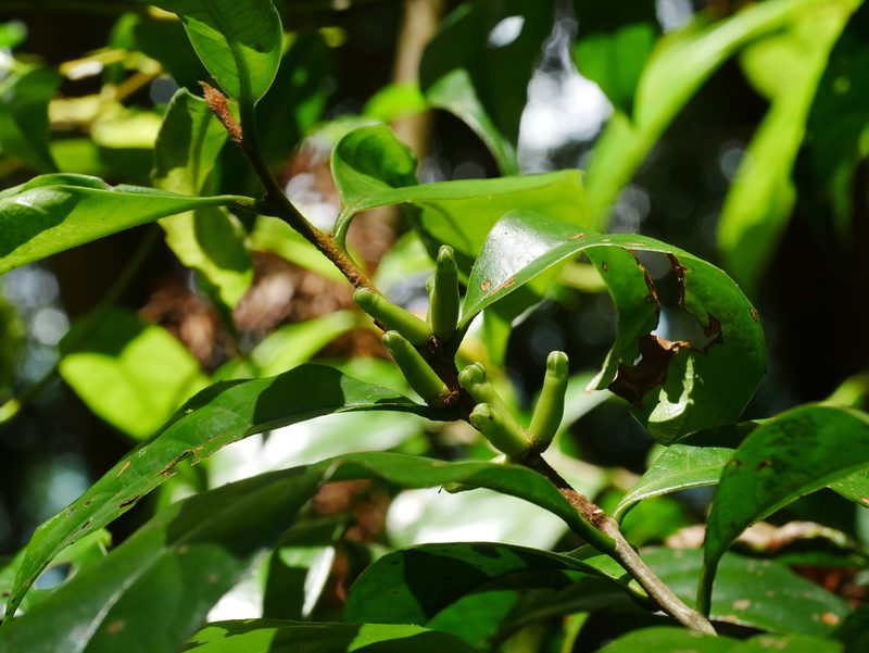 Symplocos theifolia, photographed by Jacy Chen